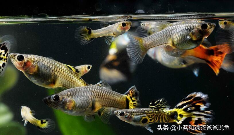 最好養的淡水觀賞魚_淡水養殖觀賞魚_觀賞淡水養魚好養嗎