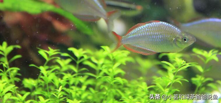 最好養的淡水觀賞魚_淡水養殖觀賞魚_觀賞淡水養魚好養嗎