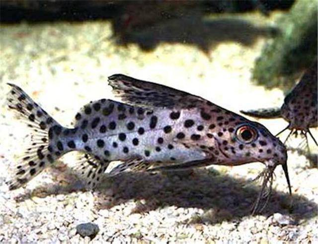 反游貓魚，可以肚皮朝天游泳的觀賞魚，但是