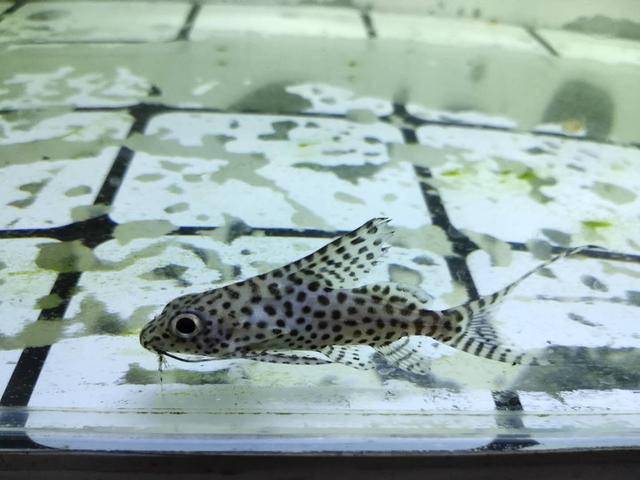 鯰魚很像_鯰魚長得像的是什么魚_像鯰魚一樣的觀賞魚