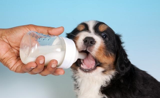 狗狗到底能不能喝牛奶？兩方爭論不止，我來