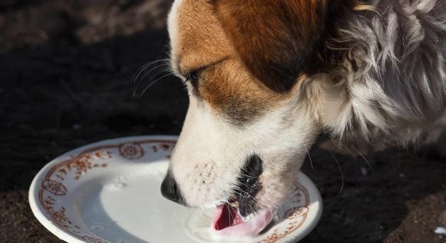 狗喝的牛奶人可以喝嗎_人牛奶狗能喝嗎_狗狗可以喝人喝的純牛奶嗎