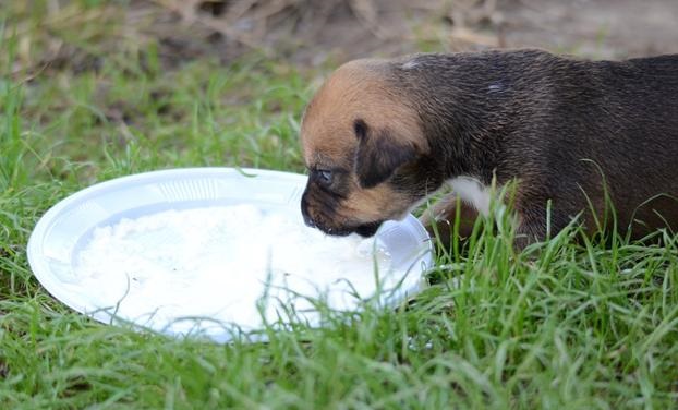 狗狗可以喝人喝的純牛奶嗎_人牛奶狗能喝嗎_狗喝的牛奶人可以喝嗎