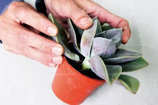 葉片厚的多肉品種_大葉片肥厚的多肉品種_葉片很肥的多肉