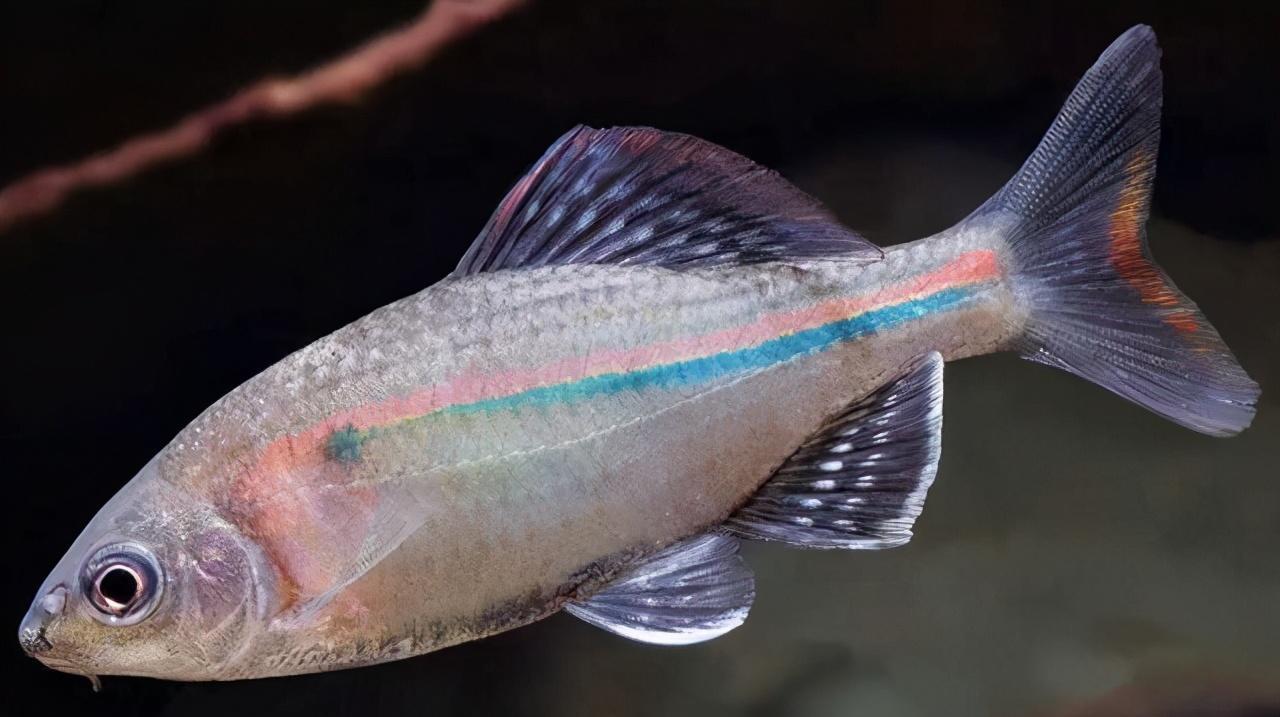 觀賞魚的水霉病頻繁發生、治愈很難？它們的