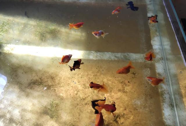 食鹽魚_觀賞魚鹽_觀賞魚鹽一粒多少克