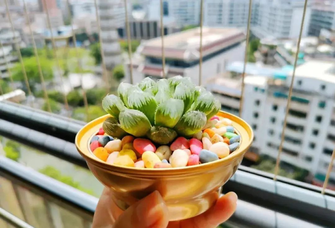 蘇州一女生，因“用碗養(yǎng)多肉”而走紅，網(wǎng)友：