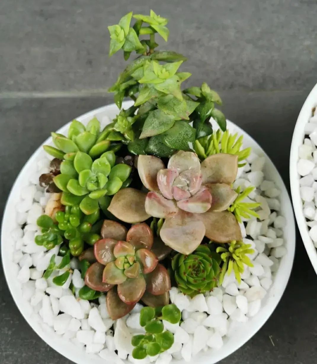 新手養多肉_初養多肉植物養什么_多肉初期怎么養