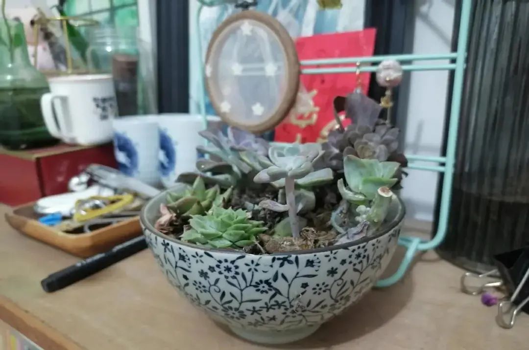 新手養多肉_初養多肉植物養什么_多肉初期怎么養