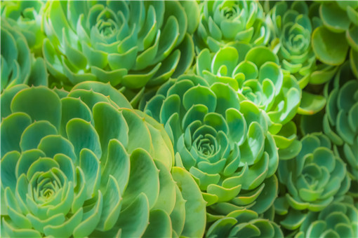 寶石養(yǎng)多肉花好不好_多肉寶石花怎么養(yǎng)_多肉植物寶石花怎么養(yǎng)