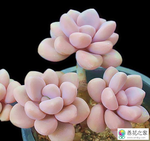 多肉艾倫葉片長斑怎么回事