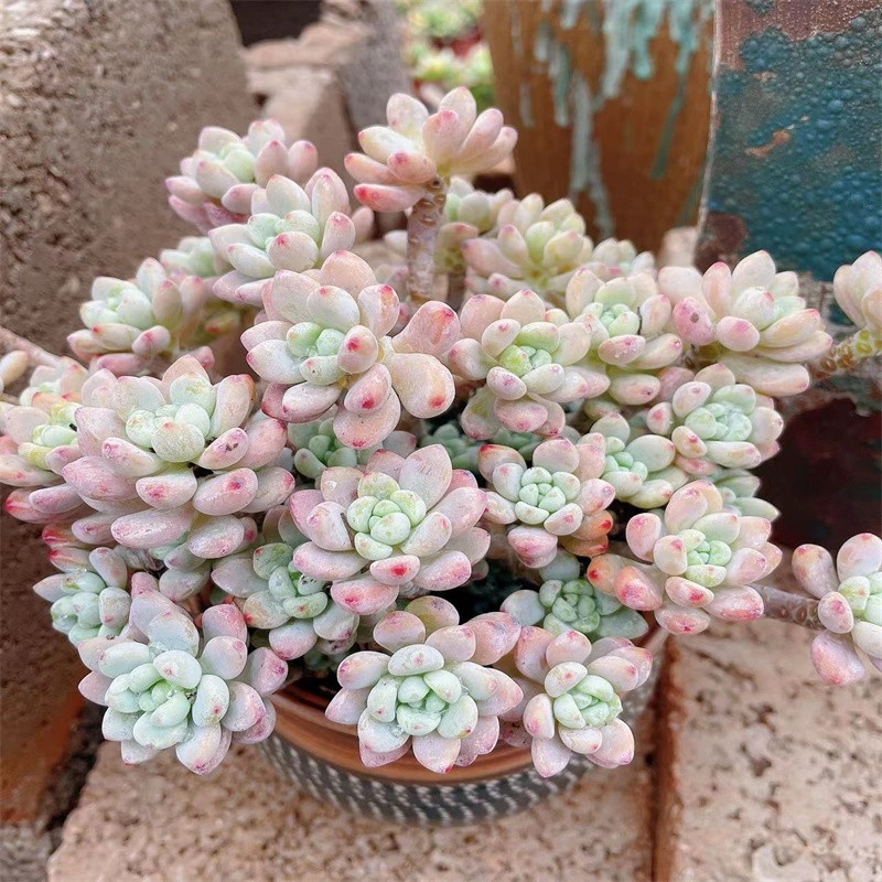 長得像虎皮蘭的多肉_蘭虎皮多肉長得像什么東西_蘭虎皮多肉長得像什么花