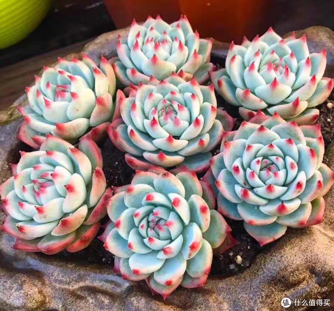 長得像虎皮蘭的多肉_蘭虎皮多肉長得像什么花_蘭虎皮多肉長得像什么東西