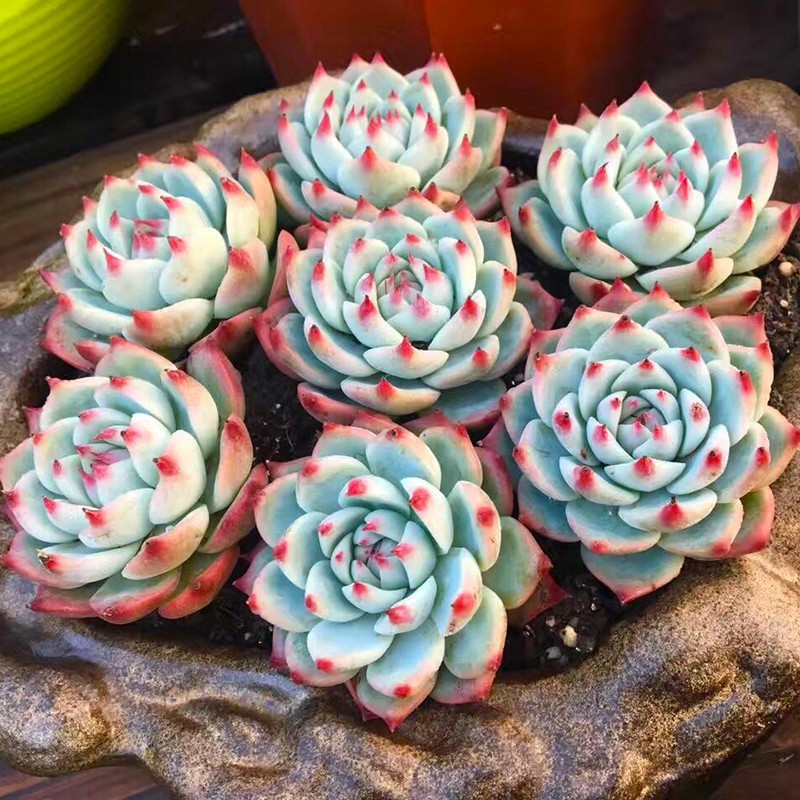 長得像虎皮蘭的多肉_蘭虎皮多肉長得像什么東西_蘭虎皮多肉長得像什么花