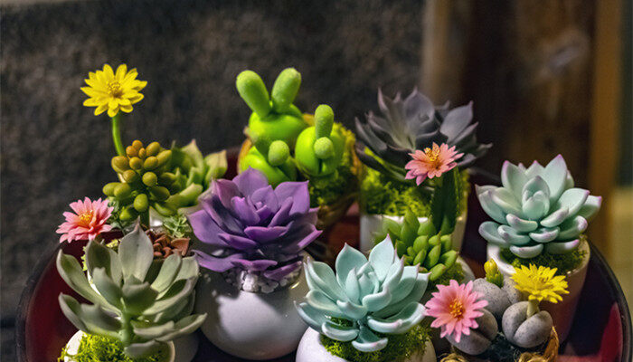 澆水多肉植物有哪些_多肉不澆水_澆水多肉有水會(huì)怎么樣