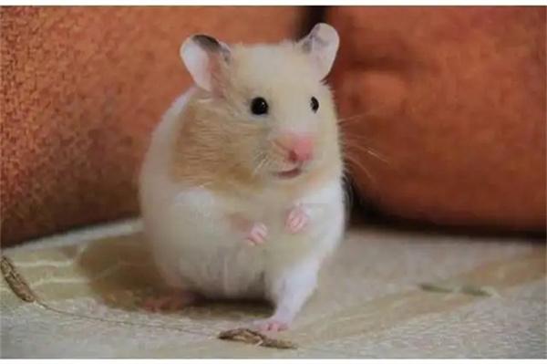 倉鼠需要剪指甲嗎？怎么給倉鼠剪指甲？