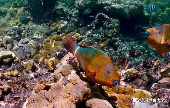 觀賞魚種類_什么觀賞魚_觀賞魚爛尾爛鰭爛鱗用什么藥