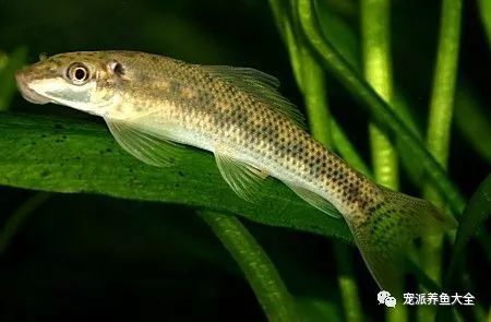 觀賞魚種類_觀賞魚爛尾爛鰭爛鱗用什么藥_什么觀賞魚