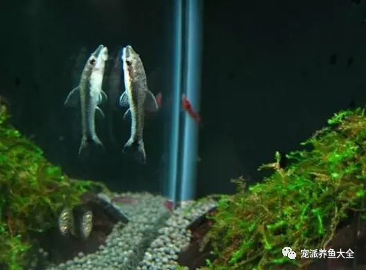 觀賞魚種類_什么觀賞魚_觀賞魚爛尾爛鰭爛鱗用什么藥
