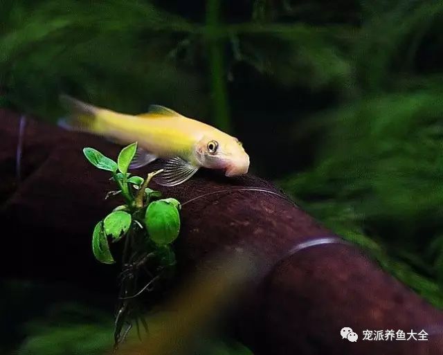 什么觀賞魚_觀賞魚爛尾爛鰭爛鱗用什么藥_觀賞魚種類