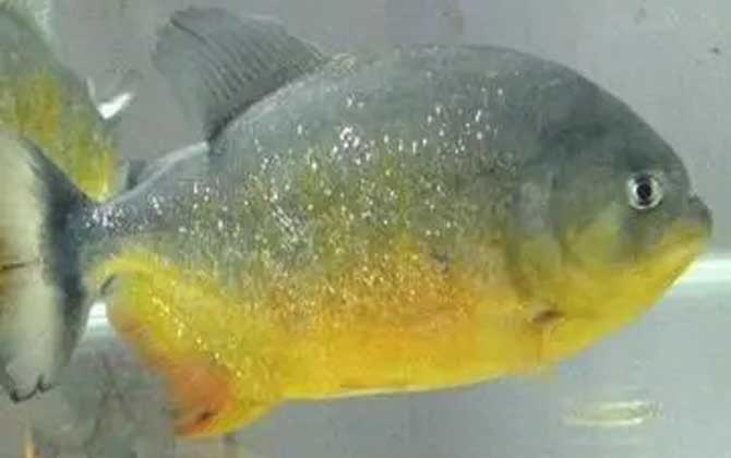 什么觀賞魚最值錢_最值錢的觀賞魚是什么魚_最值錢的觀賞魚