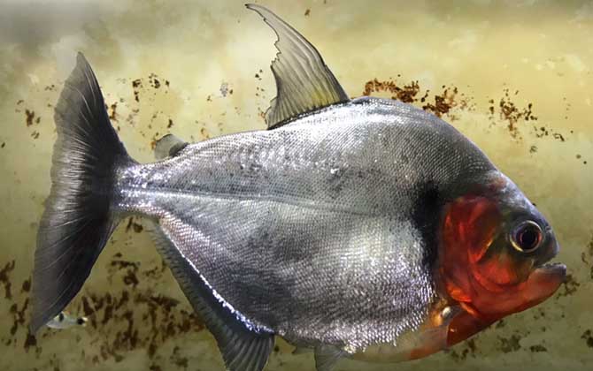 最值錢的觀賞魚是什么魚_最值錢的觀賞魚_什么觀賞魚最值錢