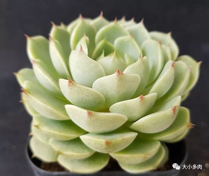 苯巴蒂斯 || 當大和錦的棱角遇上靜夜的清新