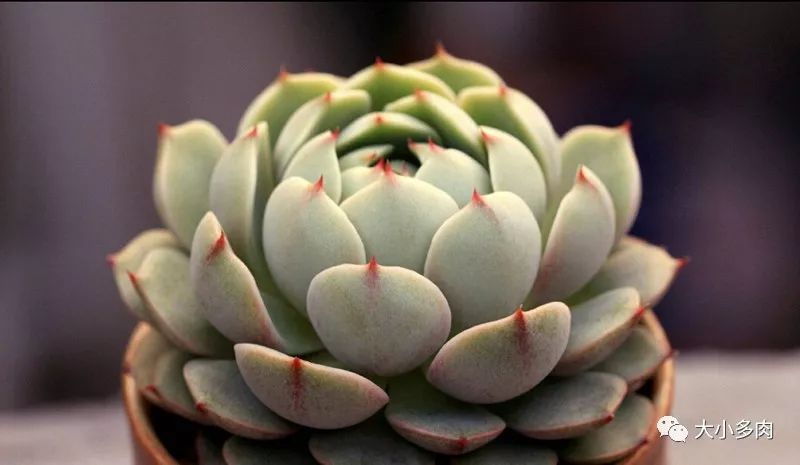 多肉大和錦和小和錦的區別_多肉大和錦能長多大_大河錦多肉