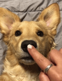 狗狗鼻頭顏色淡_狗狗鼻頭顏色變淺是怎么回事_小狗鼻頭變淺