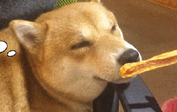 狗狗鼻頭顏色變淺是怎么回事_小狗鼻頭變淺_狗狗鼻頭顏色淡