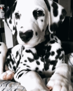 小狗鼻頭變淺_狗狗鼻頭顏色變淺是怎么回事_狗狗鼻頭顏色淡