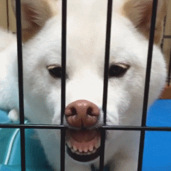 狗狗鼻頭顏色變淺是怎么回事_狗狗鼻頭顏色淡_小狗鼻頭變淺