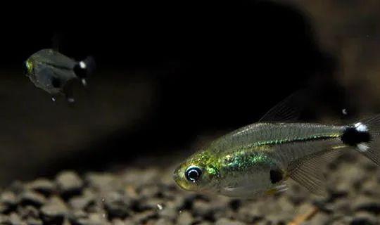 成群觀賞魚_會(huì)群游的觀賞魚_小型觀賞魚愛成群游的