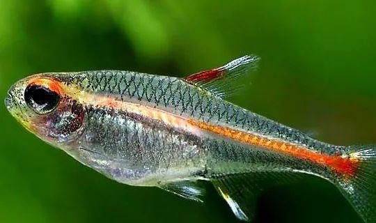 小型觀賞魚愛成群游的_成群觀賞魚_會(huì)群游的觀賞魚