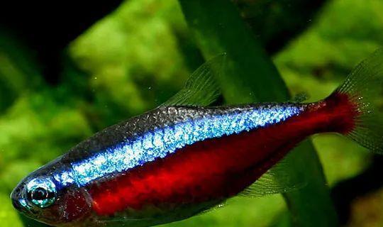 小型觀賞魚愛成群游的_成群觀賞魚_會(huì)群游的觀賞魚