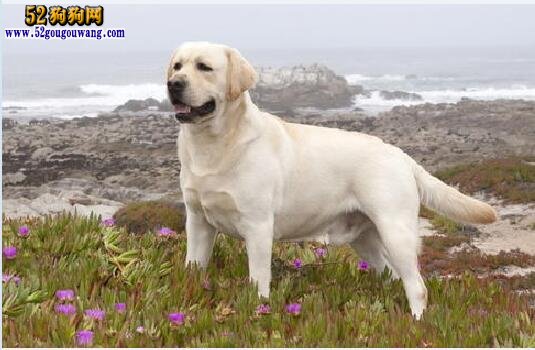 狗市拉布拉多犬小犬多少錢一只_小拉布拉多犬多少錢一只_拉布拉多犬幣