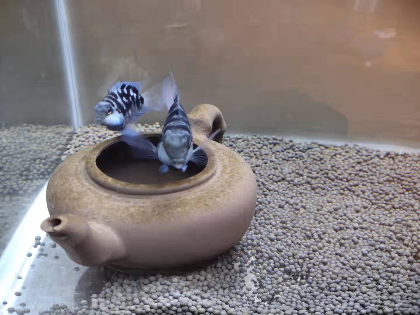 繁殖觀賞魚按照以下套路操作，只要學會了，