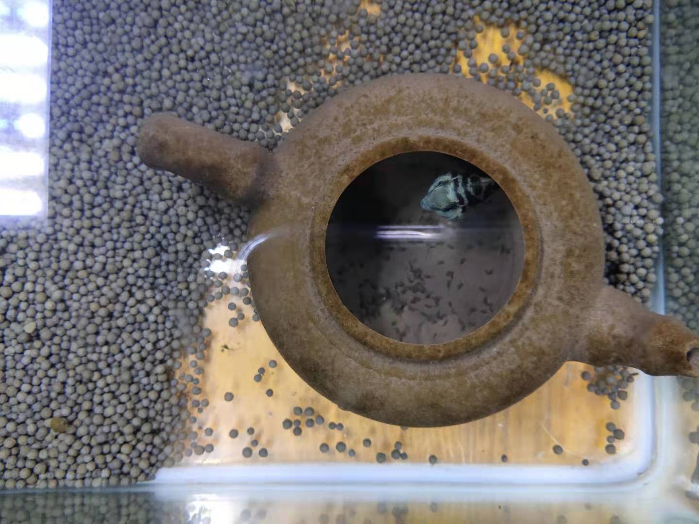 繁殖觀賞魚賣能掙錢嗎_繁殖觀賞能魚養殖嗎_觀賞魚能繁殖嗎