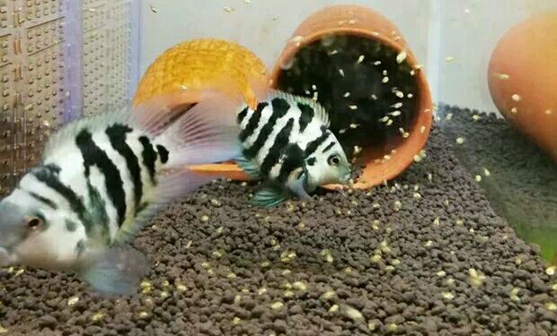 繁殖觀賞魚賣能掙錢嗎_觀賞魚能繁殖嗎_繁殖觀賞能魚養殖嗎