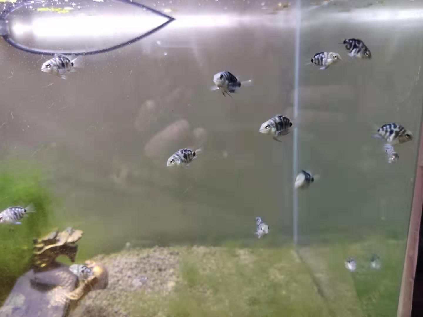 繁殖觀賞魚賣能掙錢嗎_繁殖觀賞能魚養殖嗎_觀賞魚能繁殖嗎