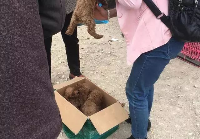 泰迪多少錢一只_泰迪多少錢_泰迪錢最少幾塊