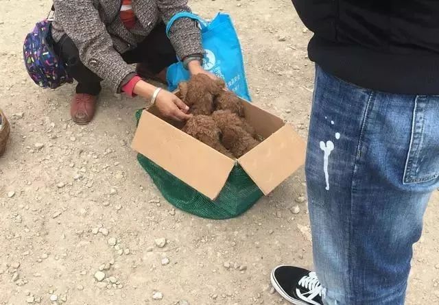 泰迪多少錢_泰迪多少錢一只_泰迪錢最少幾塊