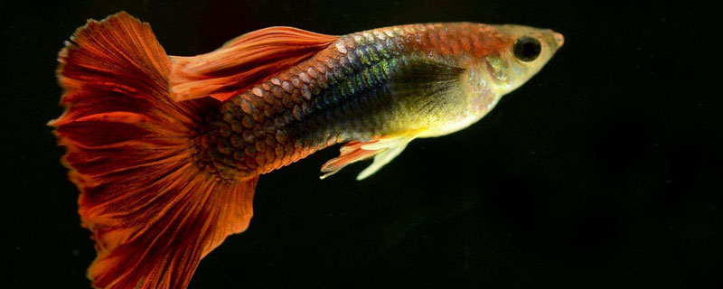 孔雀魚可以和金魚混養嗎 孔雀魚可以跟金魚