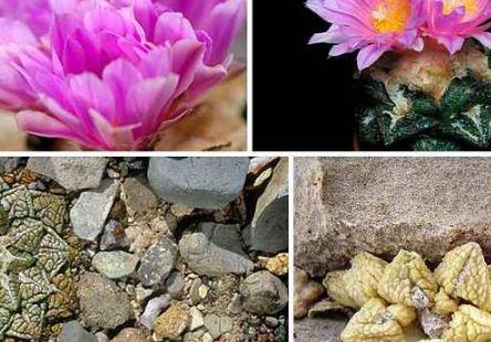 多肉罕見品種_少見多肉植物_比較少見的多肉