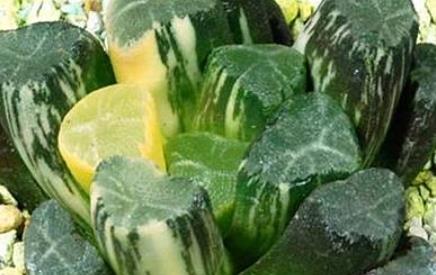 比較少見的多肉_少見多肉植物_多肉罕見品種