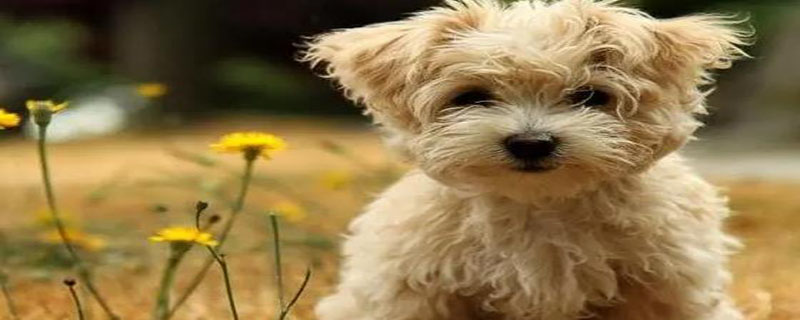 高鐵上能不能帶寵物