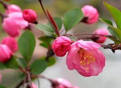 多肉碧桃用什么土_多肉碧桃用什么肥料_多肉碧桃用什么土種