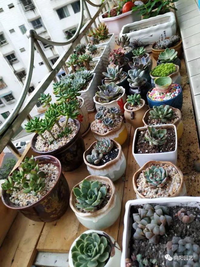 純顆粒養多肉好嗎_純顆粒養多肉對比_純顆粒養多肉選多大顆粒