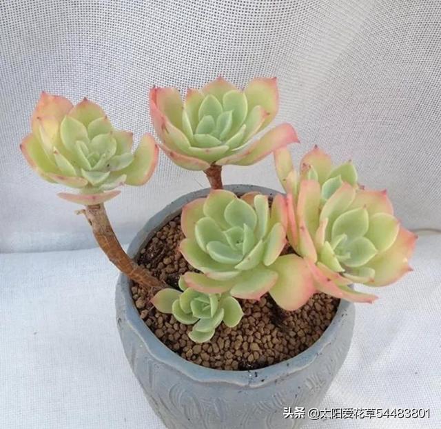 多肉檸檬玫瑰太好養(yǎng)了吧，4個(gè)小技巧養(yǎng)出手