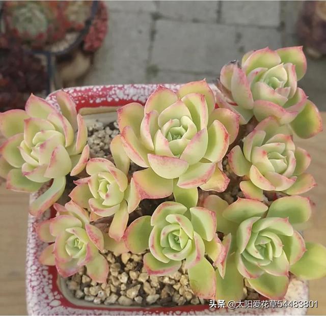 多肉碧桃的養(yǎng)殖方法和注意事項_碧桃多肉冬天怎么養(yǎng)_多肉植物碧桃的養(yǎng)護